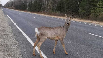 На Волині водій збив косулю: як його покарали