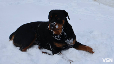 Нові правила утримання тварин на Волині: які зміни приніс закон і що про це кажуть кінологи