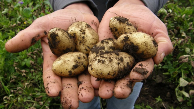 Село іде на «мінус»: на Волині стартував сезон збору картоплі