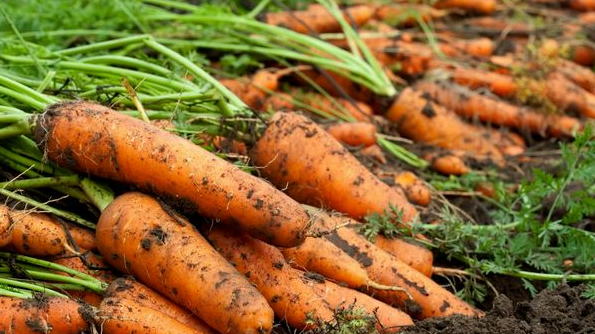 Чому морква виростає гіркою і короткою: 5 поширених помилок городників