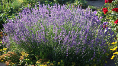 Яке добриво з кухні стимулюватиме лаванду квітнути довго та пишно