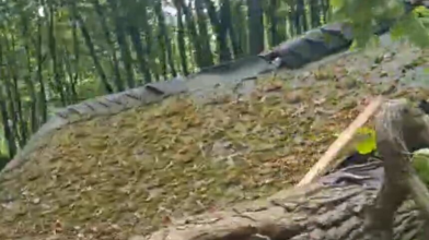 дерево впало в тунелі кохання в клевані