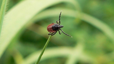 Кліщі на Волині: як вберегтися та що робити при укусі?