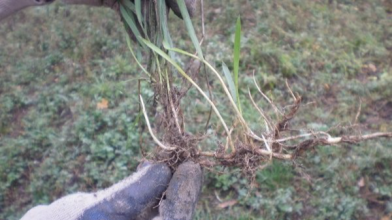 виведення пирію, пирій на городі