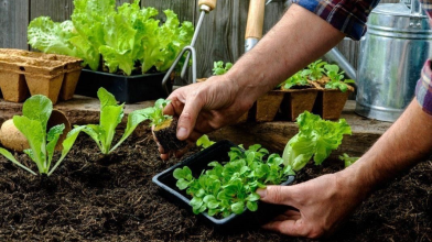 Місячний посівний календар на березень 2026 року: що саме і в які дні сіяти