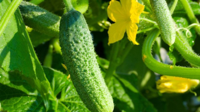Найврожайніші сорти огірків, які ніколи не гірчать: ідеальні для салатів і для консервації