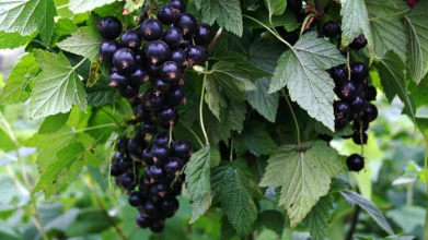 вирощування смородини, підживлення смородини