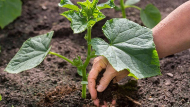 Що посадити біля огірків: 3 рослини, які допоможуть отримати щедрий урожай