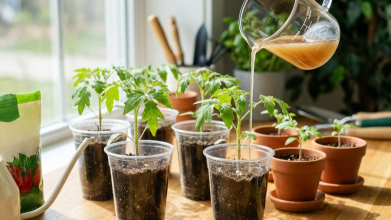 Стимулятори росту рослин в домашніх умовах