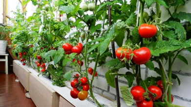 Хворіти не будуть, і вродять на максимум: що варто перестати робити з томатами, щоб врожай став кращим