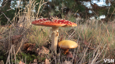 Як виглядає ліс на Волині восени. Фоторепортаж