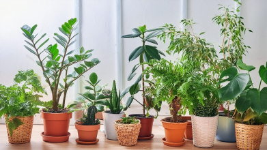 Ці вазони приносять удачу, гроші та щастя: їх обов’язково треба мати на своєму підвіконні