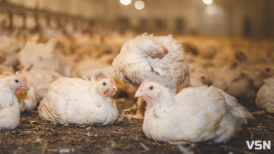 Весняний догляд за бройлерами: поради від ветеринара Avesterra Group