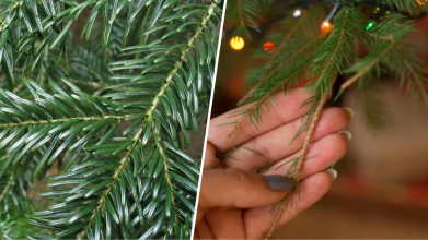 Як використати хвою від новорічної ялинки: практичні поради для саду та городу