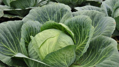 Пролежить усі 365 днів: де зберігати капусту, якщо нема льоху