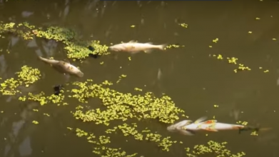 У Луцьку на ставках на Кічкарівці масово гине риба: що відомо