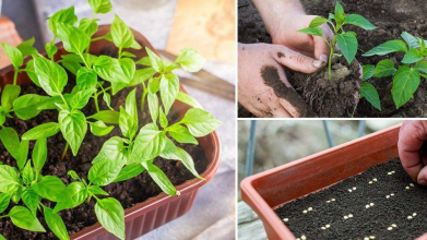 Коли сіяти перець і баклажани у лютому 2026