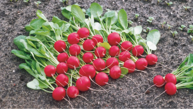 Секрет швидкого врожаю редиски: що зробити після посіву