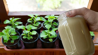 Дріжджова підкормка — природний стимулятор росту для розсади і рослин