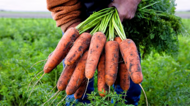«Хитрий» спосіб висівання моркви у травні: проросте дуже швидко