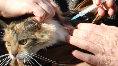 У громаді на Волині вакцинують від сказу всіх домашніх тварин