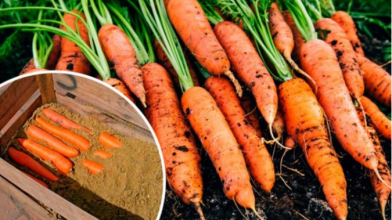 10 порад, як зберегти моркву соковитою до весни