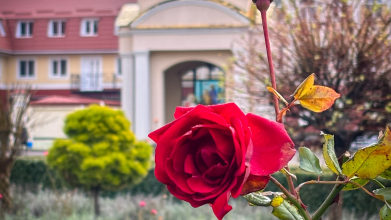 Передріздвяне диво у Луцьку: біля собору посеред зими розквітли квіти