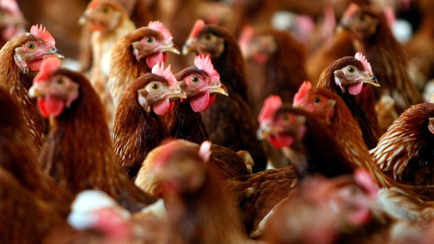 У Китаї зафіксували перший випадок зараження людини вірусом пташиного грипу H3N8