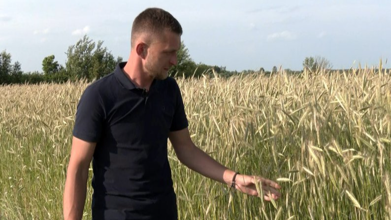 Після втрати брата на війні - знову в полі: як родина з Волині вирощує хліб і допомагає армії