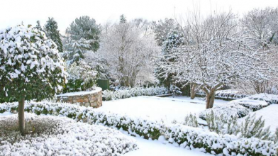 чим обприскати сад у лютому