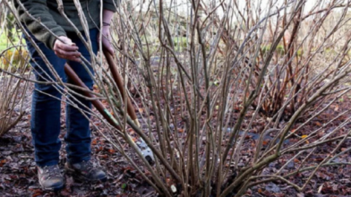 Два прості інгредієнти: чим підживити кущі смородини у лютому