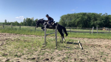 На Волині продають елітного жеребця за понад 200 тисяч гривень