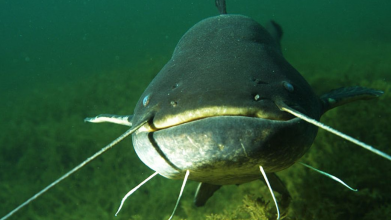 рибалка піймав сома на 21 кілограм