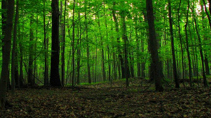 Лісничого із Шацького району засудили за участь у незаконній порубці дерев