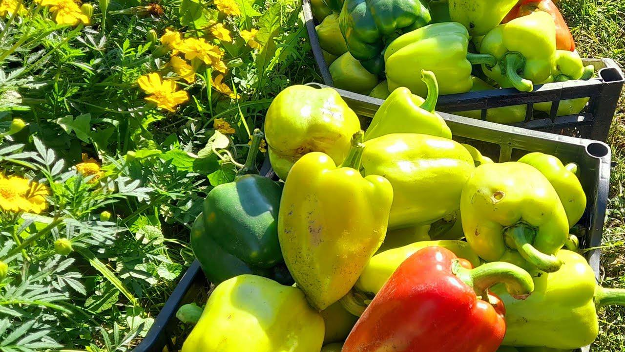 Перець рване вгору! Секретне підживлення для шаленого росту