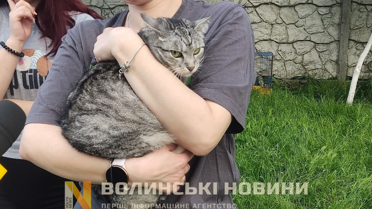 Атака на Луцьк: надзвичайники дістали кота з зруйнованої квартири