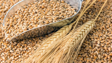 В Україні відреагували на заборону Польщі ввозити зерно