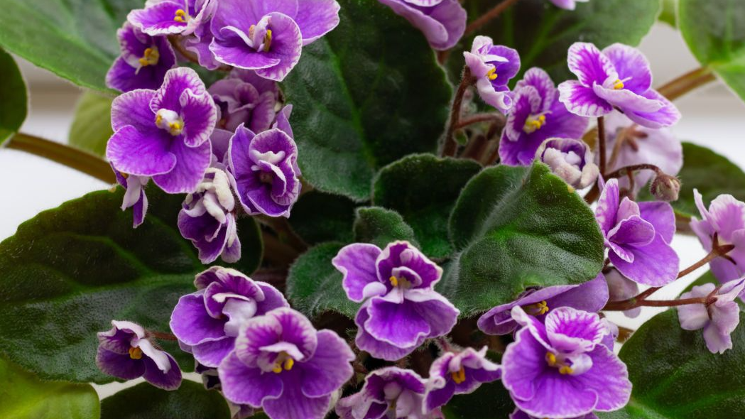 Як зробити натуральний стимулятор для цвітіння фіалок