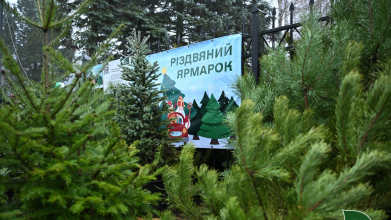 На Волині - одні з найдешевших ялинок в Україні: які ціни на хвойні дерева