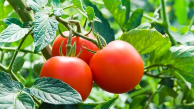 Чим кропити помідори, щоб був гарний урожай