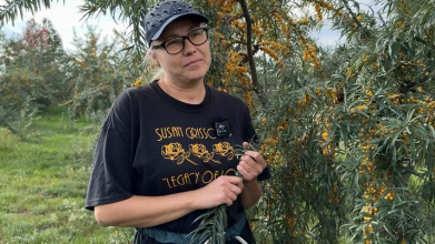 Замість малини — обліпиха: волинянка вирощує понад 200 дерев і продає ягоди по всій Україні
