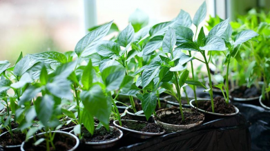 Найкращі дати для висівання розсади перцю за місячним календарем у 2026 році