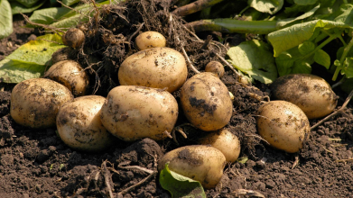 посадка картоплі, вирощування картоплі