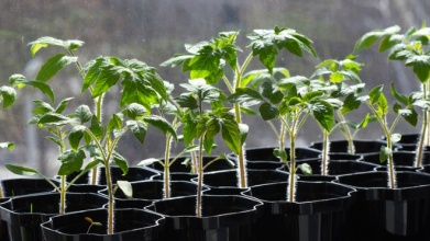 Коли сіяти томати на розсаду: місячний календар на лютий і березень 2026