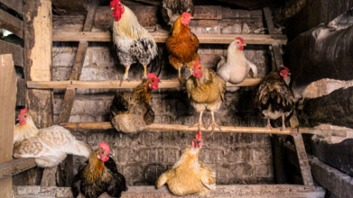 Як не втратити яйця: топ-6 помилок у догляді за курми