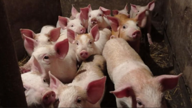 На Волині зросли ціни на поросят: скільки коштують тепер та від чого залежить вартість?