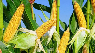 Чи потрібно обривати пасинки у кукурудзи