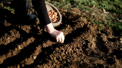 Що не можна робити: наближаються 2 дні у квітні, коли заборонено працювати на городі