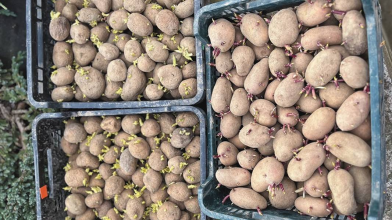 вирощування ранньої картоплі