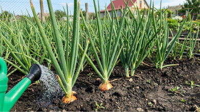 Як правильно підживлювати цибулю, щоб отримати великі головки